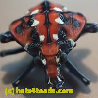 /home//u458753944/public_html/sourcegallery/////Insects and small critters/aphids cicadas lanternflies and true bugs (Hemiptera)/P7060807.JPG